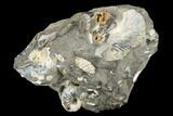 Iridescent Ammonite (Hoploscaphites) With Clams - South Dakota #180847-2